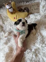 Bentley  AKC 🏆, a male Shih Tzu for sale in Long Beach, CA – 5 of 9
