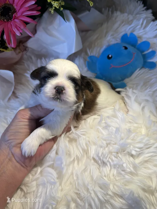 Akc  Meatball Champion 🏆 – Shih Tzu puppy for sale in Long Beach, CA