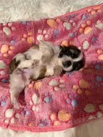 AKC Minnie - Champion Bloodline🏆, a female Shih Tzu for sale in Long Beach, CA – 5 of 9