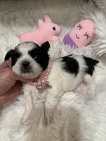 BabyGlamour AKC Champion, a female Shih Tzu for sale in Long Beach, CA – 3 of 5