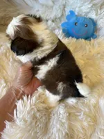  AKC Cinnamon Toast, a male Shih Tzu for sale in Long Beach, CA – 5 of 5