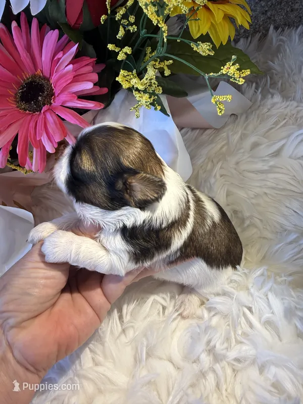 Akc honey 🍯  – Shih Tzu puppy for sale in Long Beach, CA