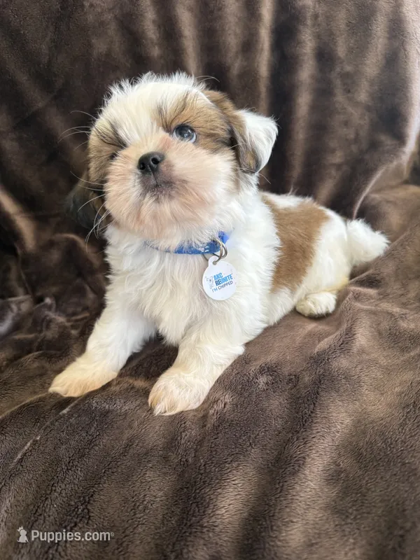 Biscuit  AKC Champion 🏆 – Shih Tzu puppy for sale in Long Beach, CA