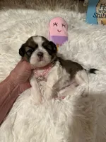 AKC Poppy - Champion Bloodline, a female Shih Tzu for sale in Long Beach, CA – 9 of 9