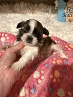 AKC Minnie - Champion Bloodline🏆, a female Shih Tzu for sale in Long Beach, CA – 9 of 9