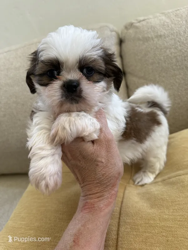 Biscuit  AKC Champion 🏆 – Shih Tzu puppy for sale in Long Beach, CA
