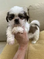 Male#3 Champion 🏆, a male Shih Tzu for sale in Long Beach, CA – 3 of 4