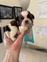 Male #2 Akc 🏆, a male Shih Tzu for sale in Long Beach, CA – 4 of 7