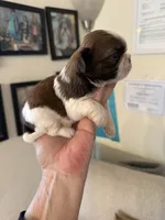 Male #2 Akc 🏆, a male Shih Tzu for sale in Long Beach, CA – 6 of 7