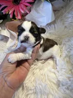 Akc honey 🍯 , a female Shih Tzu for sale in Long Beach, CA – 6 of 8