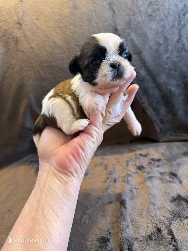 Female #1 Akc Champion 🏆