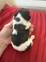 Ying yang Akc Champion Bloodline 🏆, a female Shih Tzu for sale in Long Beach, CA – 5 of 10