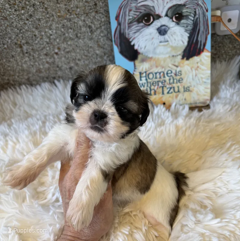 Walter - AKC Champion Bloodline – Shih Tzu puppy for sale in Long Beach, CA