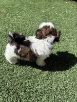 Akc, a male Shih Tzu for sale in Long Beach, CA – 8 of 8