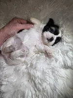 Akc Dottie champion B🏆, a female Shih Tzu for sale in Long Beach, CA – 5 of 6