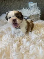Honey  Akc  Champion Bloodline , a female Shih Tzu for sale in Long Beach, CA – 6 of 8