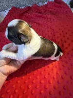 Akc Princess 🏆, a female Shih Tzu for sale in Long Beach, CA – 7 of 8