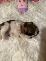 AKC Poppy - Champion Bloodline, a female Shih Tzu for sale in Long Beach, CA – 6 of 9