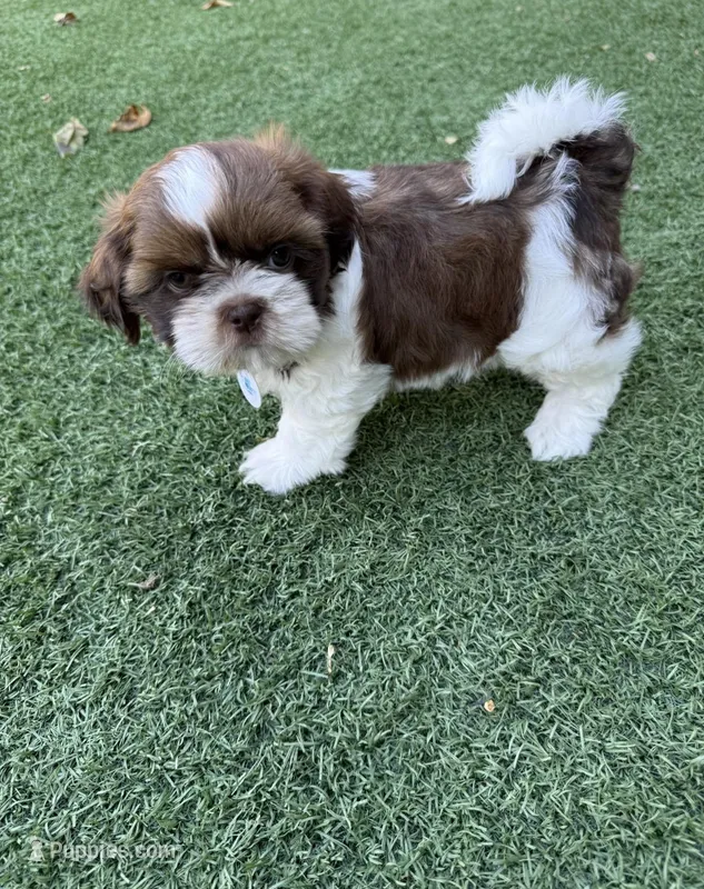 Ricky Ricardo AKC Champion.🏆 – Shih Tzu puppy for sale in Long Beach, CA