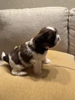 AKC Sugar (Champion.🏆, a male Shih Tzu for sale in Long Beach, CA – Photo 6 of 8