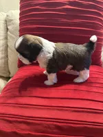 AKC Sugar (Champion.🏆, a male Shih Tzu for sale in Long Beach, CA – Photo 8 of 8