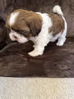 Ricky Ricardo AKC Champion.🏆, a male Shih Tzu for sale in Long Beach, CA – Photo 5 of 8