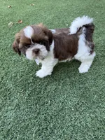 Ricky Ricardo AKC Champion.🏆, a male Shih Tzu for sale in Long Beach, CA – Photo 10 of 10