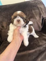 Ricky Ricardo AKC Champion.🏆, a male Shih Tzu for sale in Long Beach, CA – Photo 4 of 8