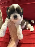 AKC Sugar (Champion.🏆, a male Shih Tzu for sale in Long Beach, CA – Photo 4 of 8