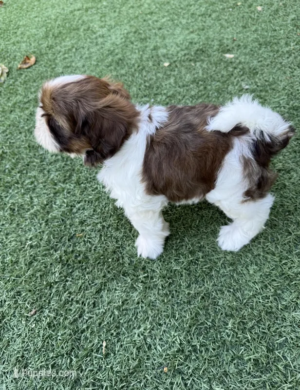 Ricky Ricardo AKC Champion.🏆 – Shih Tzu puppy for sale in Long Beach, CA