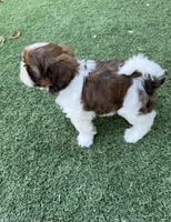 Ricky Ricardo AKC Champion.🏆, a male Shih Tzu for sale in Long Beach, CA – Photo 1 of 10