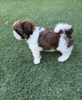 Ricky Ricardo AKC Champion.🏆, a male Shih Tzu for sale in Long Beach, CA – Photo 4 of 10