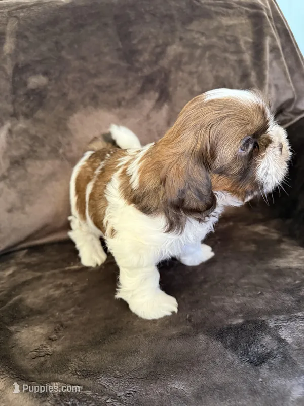 AKC Sugar (Champion.🏆 – Shih Tzu puppy for sale in Long Beach, CA