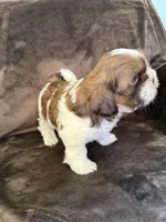 Ricky Ricardo AKC Champion.🏆, a male Shih Tzu for sale in Long Beach, CA – Photo 1 of 8