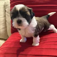 AKC Sugar (Champion.🏆, a male Shih Tzu for sale in Long Beach, CA – Photo 5 of 8