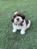 Ricky Ricardo AKC Champion.🏆, a male Shih Tzu for sale in Long Beach, CA – Photo 7 of 10