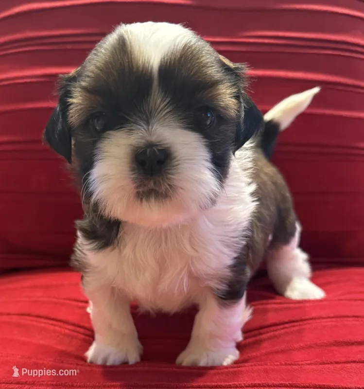 AKC Sugar (Champion.🏆, a male Shih Tzu for sale in Long Beach, CA – Photo 1 of 8