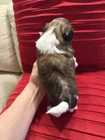 AKC Sugar (Champion.🏆, a male Shih Tzu for sale in Long Beach, CA – Photo 7 of 8