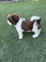 Ricky Ricardo AKC Champion.🏆, a male Shih Tzu for sale in Long Beach, CA – Photo 9 of 10