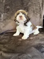 Ricky Ricardo AKC Champion.🏆, a male Shih Tzu for sale in Long Beach, CA – Photo 8 of 8