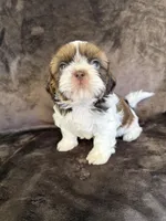 Ricky Ricardo AKC Champion.🏆, a male Shih Tzu for sale in Long Beach, CA – Photo 6 of 8