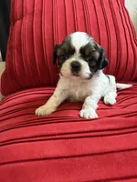 Churro #1 Akc , a male Shih Tzu for sale in Long Beach, CA – 8 of 9