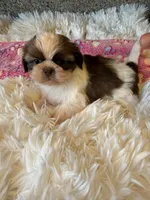 Akc Winnie , a female Shih Tzu for sale in Long Beach, CA – 6 of 7