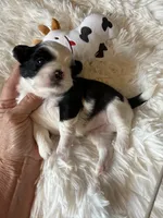 Akc Moo Moo champion 🏆, a male Shih Tzu for sale in Long Beach, CA – 3 of 9