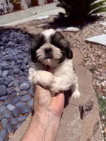 Akc Bennet champion 🏆, a male Shih Tzu for sale in Long Beach, CA – 4 of 10