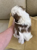Male#3 Champion 🏆, a male Shih Tzu for sale in Long Beach, CA – 4 of 4