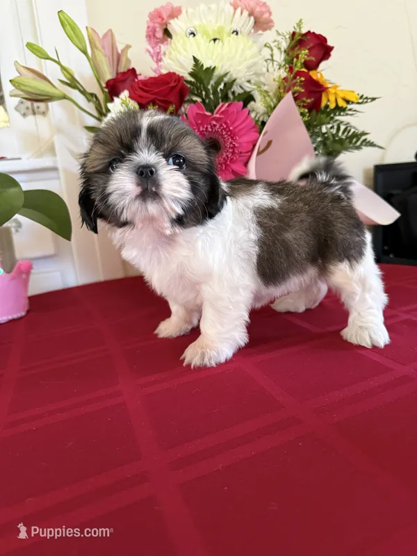 Bella AKC Champion 🏆 – Shih Tzu puppy for sale in Long Beach, CA