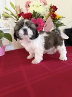 Reina AKC Champion 🏆, a female Shih Tzu for sale in Long Beach, CA – 1 of 8
