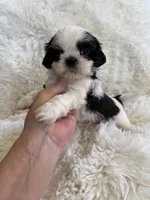 Domino AKC champion🏆, a male Shih Tzu for sale in Long Beach, CA – 4 of 7