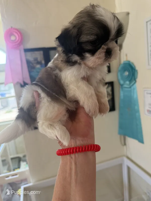 Walter - AKC Champion Bloodline – Shih Tzu puppy for sale in Long Beach, CA